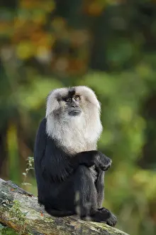 Macaca Silenus Prints: Bearded monkey or Wanderu (Macaca silenus)