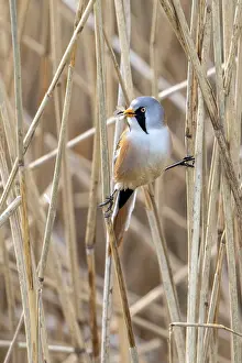 Prints of Bearded reedling, bearded tit (Panurus biarmicus) adult male perched on reed stem with caught insect prey in beak while foraging in wetland in spring Babblers Prints: Bearded Reedling Print - Adult Male in Wetland