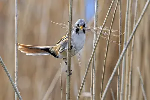 Prints of Bearded reedling, bearded tit (Panurus biarmicus) male collecting seed heads in beak as nesting material for nest building in reed bed in spring Babblers Prints: Bearded Tit Collecting Nesting Material Print
