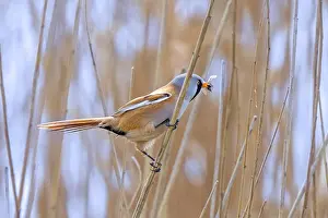 Bearded Reedling Print - Adult Male Foraging in Wetland