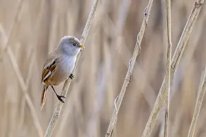 Prints of Bearded reedling, bearded tit (Panurus biarmicus) adult female in reedbed perched on reed stem at wetland in spring Babblers Prints: Bearded Reedling Print - Adult Female in Wetland Spring