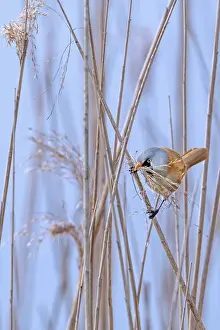 Prints of Bearded reedling, bearded tit (Panurus biarmicus) male collecting seed heads in beak as nesting material for nest building in reed bed in spring Babblers Prints: Bearded Reedling Collecting Nesting Material Print