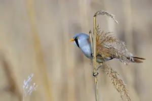 Prints of Bearded reedling, bearded tit (Panurus biarmicus) adult male perched on reed stem while foraging among seed heads in reedbed at wetland in spring Babblers Prints: Bearded Reedling Print - Adult Male Foraging in Wetland