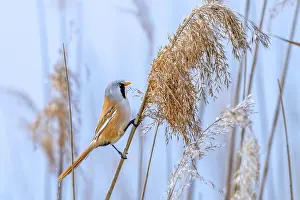 Prints of Bearded reedling, bearded tit (Panurus biarmicus) adult male perched on reed stem while foraging in reedbed at wetland in spring Babblers Prints: Bearded Reedling Print - Adult Male Foraging in Wetland