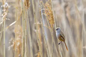 Prints of Bearded reedling, bearded tit (Panurus biarmicus) adult female in reedbed perched on reed stem at wetland in spring Babblers Prints: Bearded Reedling Print - Adult Female in Spring Wetland