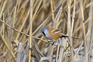 Prints of Bearded reedling, bearded tit (Panurus biarmicus) adult male perched on reed stem while foraging in reedbed at wetland in spring Babblers Prints: Bearded Reedling Print - Adult Male Foraging in Wetland