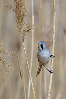 Prints of Bearded reedling, bearded tit (Panurus biarmicus) adult male perched on reed stem while foraging among seed heads in reedbed at wetland in spring Babblers Prints: Bearded Reedling Print, Adult Male on Reed Stem