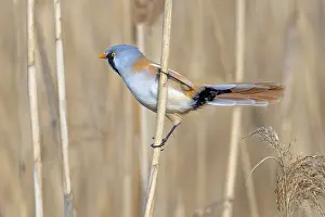 Prints of Bearded reedling, bearded tit (Panurus biarmicus) adult male perched on reed stem while foraging in reedbed at wetland in spring Babblers Prints: Bearded Reedling Print: Adult Male Foraging in Wetland