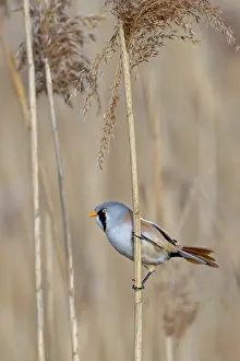 Prints of Bearded reedling, bearded tit (Panurus biarmicus) adult male perched on reed stem while foraging among seed heads in reedbed at wetland in spring Babblers Prints: Bearded Reedling Print - Adult Male Foraging in Wetland
