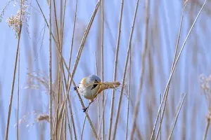 Prints of Bearded reedling, bearded tit (Panurus biarmicus) male collecting seed heads in beak as nesting material for nest building in reed bed in spring Babblers Prints: Bearded Reedling Print - Male Collecting Nesting Material