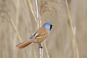 Prints of Bearded reedling, bearded tit (Panurus biarmicus) adult male perched on reed stem while foraging in reedbed at wetland in spring Babblers Prints: Bearded Reedling Print: Adult Male Foraging in Spring