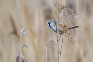 Prints of Bearded reedling, bearded tit (Panurus biarmicus) adult male perched on reed stem while foraging among seed heads in reedbed at wetland in spring Babblers Prints: Bearded Reedling Print - Adult Male in Wetland