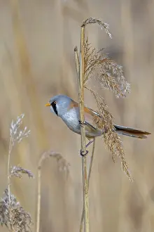 Prints of Bearded reedling, bearded tit (Panurus biarmicus) adult male perched on reed stem while foraging among seed heads in reedbed at wetland in spring Babblers Prints: Bearded Reedling Print: Adult Male Foraging in Spring