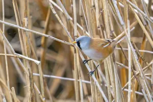Prints of Bearded reedling, bearded tit (Panurus biarmicus) adult male perched on reed stem while foraging in reedbed at wetland in spring Babblers Prints: Bearded Reedling Print - Adult Male Foraging in Wetland