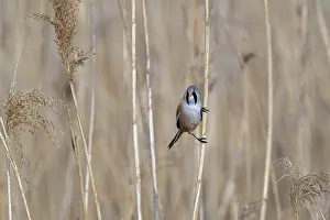 Prints of Bearded reedling, bearded tit (Panurus biarmicus) adult male perched on reed stem while foraging in reedbed at wetland in spring Babblers Prints: Bearded Tit Print - Adult Male Foraging in Wetland