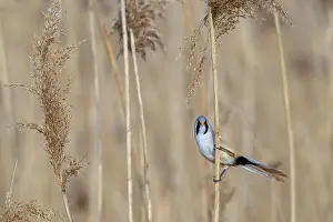 Prints of Bearded reedling, bearded tit (Panurus biarmicus) adult male perched on reed stem while foraging among seed heads in reedbed at wetland in spring Babblers Prints: Bearded Reedling Print - Adult Male in Wetland