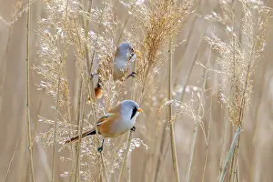 Prints of Two bearded reedlings, bearded tits (Panurus biarmicus) males perched on reed stems while foraging among seed heads in reedbed at wetland in spring Babblers Prints: Two Bearded Reedlings Print - Spring Foraging
