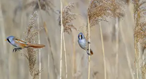 Prints of Two bearded reedlings, bearded tits (Panurus biarmicus) males in flight and perched on reed stem while foraging in reedbed at wetland in spring Babblers Prints: Two Bearded Reedlings in Flight, Spring Print