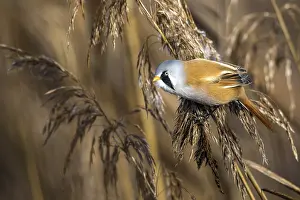 Federsee Lake Germany Prints: Bearded tit (Panurus biarmicus)