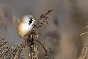Songbird Germany Prints: Bearded tit (Panurus biarmicus)
