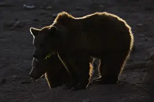 Brown Bear Portrait Prints: Two bears are silhouetted against a low light setting