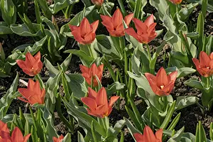 Vibrant Spring Flowers Prints: A beautiful array of red tulips in full bloom under the sunlight