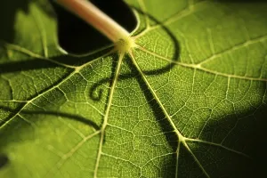 Vitaceae Family Plants Prints: Beautiful backlit grape leaf with shadow of vine