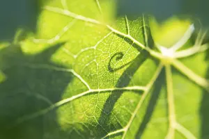 Grapevine Photography Prints: Beautiful backlit grape leaf with shadow of vine