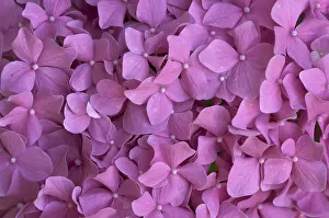 Deserted Botanical Garden Scene Prints: Beautiful hydrangea blossoms macro