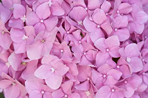 Empty Open Air Blooms Prints: Beautiful hydrangea blossoms macro