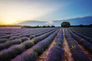 Fragrant Lavender Blooms Prints: Beautiful image of lavender fields