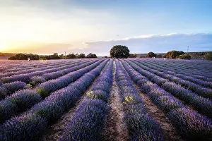 Fragrant Lavender Blooms Prints: Beautiful image of lavender fields