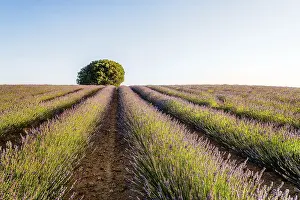 Atmospheric Evening Light Prints: Beautiful image of lavender fields