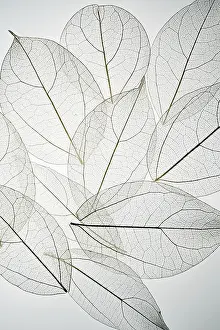 Macro Leaf Photography Prints: Beautiful image of overlapping leaf skeletons