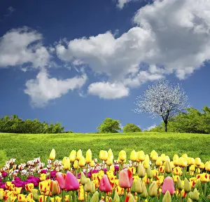 Agricultural Crop Photography Prints: Beautiful spring field