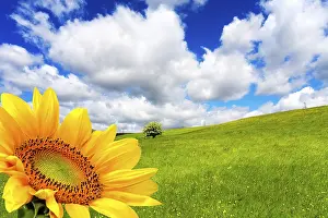 Rural Countryside Scene Prints: Beautiful springtime