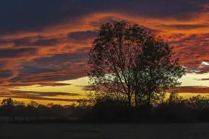 European Sunset Prints: A beautiful sunset with a tree in the background