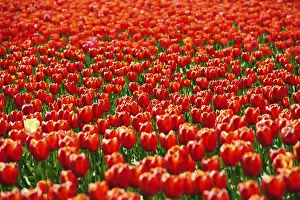 Ornamental Plants Prints: Beautiful tulips fields during the springtime