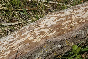 Tree Trunk Bite Marks Prints: Beaver bite, beaver damage, tree trunk