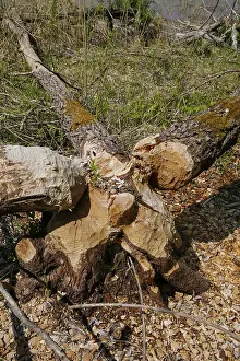Ecofriendly Environment Protection Prints: Beaver bite, beaver damage, tree trunk
