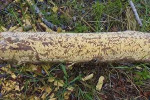 Nature Conservation Germany Prints: Beaver bite, beaver damage, tree trunk