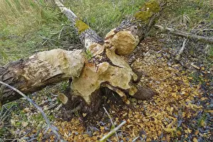 Nature Conservation Germany Prints: Beaver bite, beaver damage, tree trunk