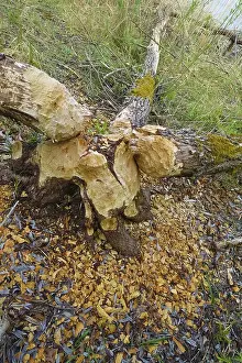 Nature Conservation Germany Prints: Beaver bite, beaver damage, tree trunk