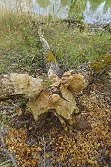Nature Conservation Germany Prints: Beaver bite, beaver damage, tree trunk