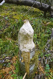 Nature Conservation Germany Prints: Beaver bite, beaver damage, tree trunk
