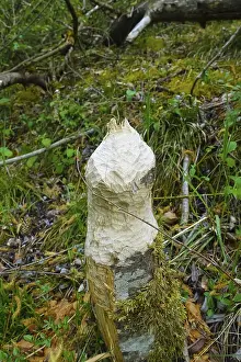 Nature Conservation Germany Prints: Beaver bite, beaver damage, tree trunk