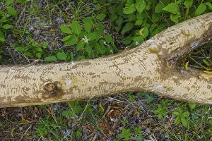 Nature Conservation Germany Prints: Beaver bite, beaver damage, tree trunk