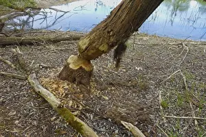 Nature Conservation Germany Prints: Beaver bite, beaver damage, tree trunk