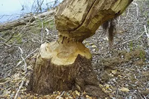 Nature Conservation Germany Prints: Beaver bite, beaver damage, tree trunk