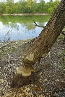 Nature Conservation Germany Prints: Beaver bite, beaver damage, tree trunk